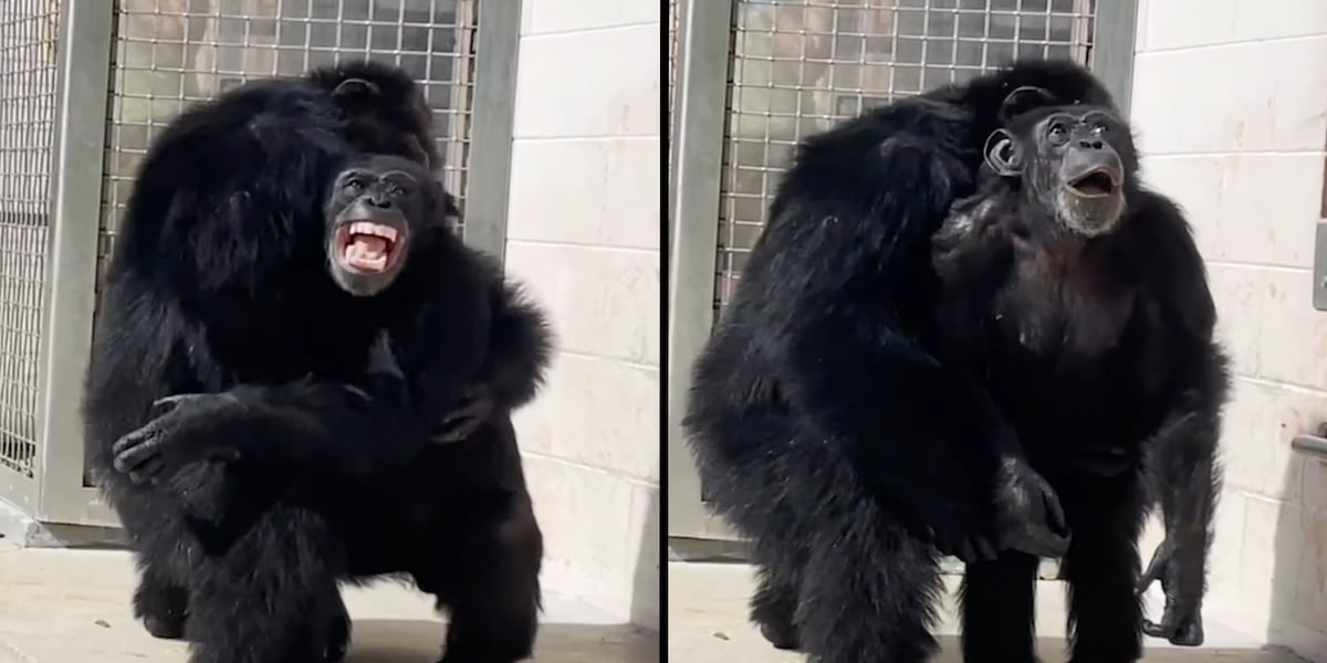 WATCH: 28-year-old chimpanzee sees open sky for first time in new sanctuary home