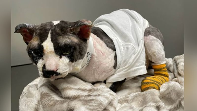 cigarette burn on dog Nassau D.A., S.P.C.A. offering $5,000 for information in Valley Stream abuse case Animal rescuers helping cat seriously