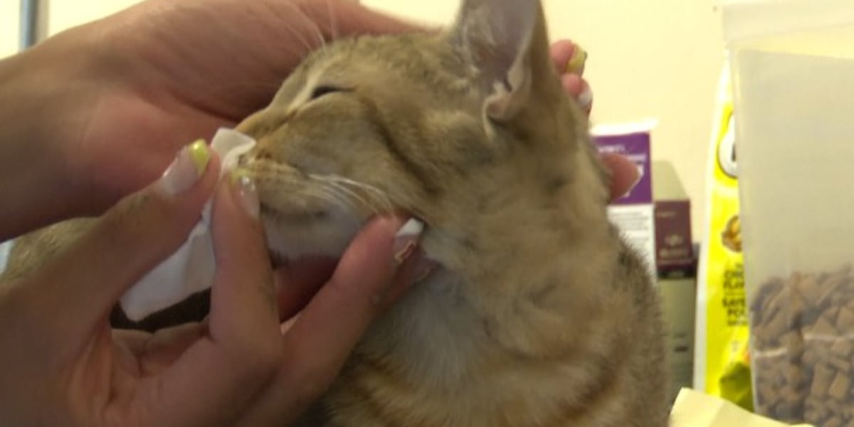 30+ cats rescued from condemned Ogdensburg home, straining SPCA resources