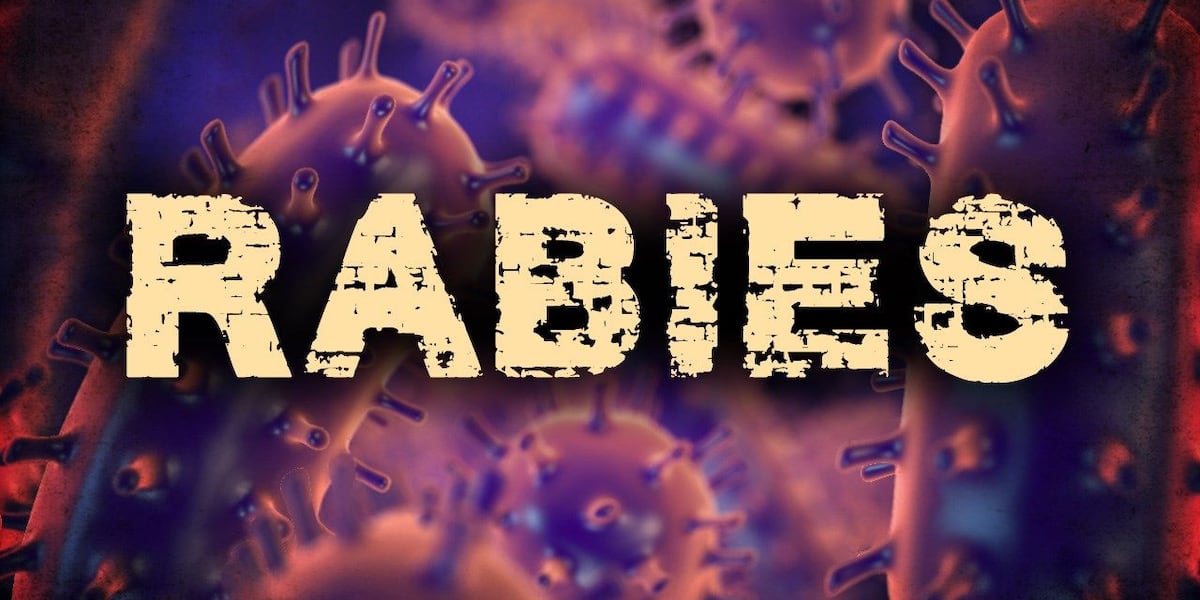 Raccoon on Wellesley Island tests positive for rabies