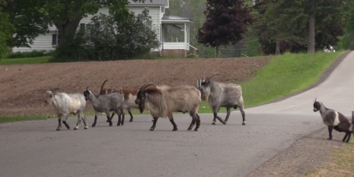 Sem brincadeira: cabras errantes fazem maus vizinhos em Lisboa