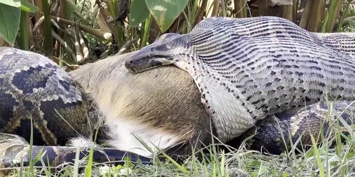Researchers catch python swallowing full-sized deer