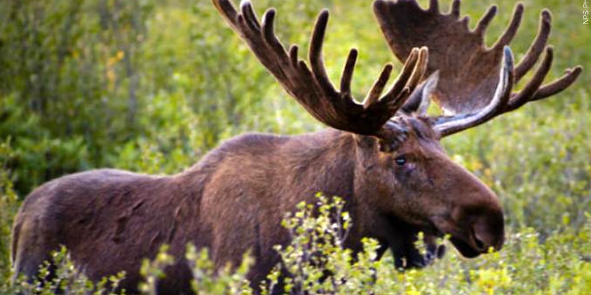 Why can’t New York State grow its moose population?