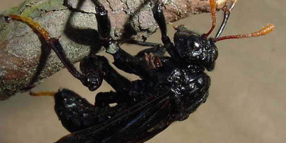 Elmer Insect Elm tree pest found in St. Lawrence County